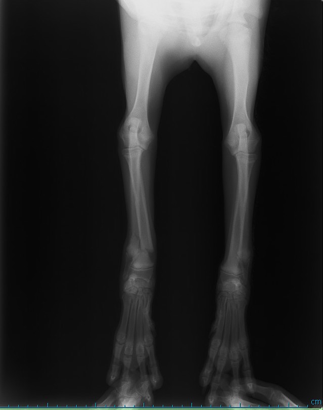 Kopek Distal Radius Kirigi Ve Intramedullar Pin Uygulamasi