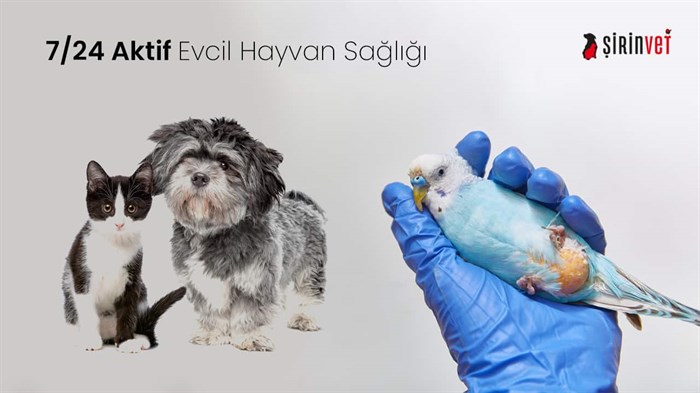 bakırköy 7/24 açık veteriner