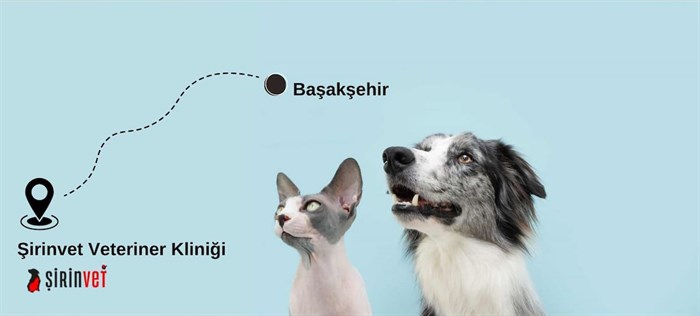 Başakşehir veteriner