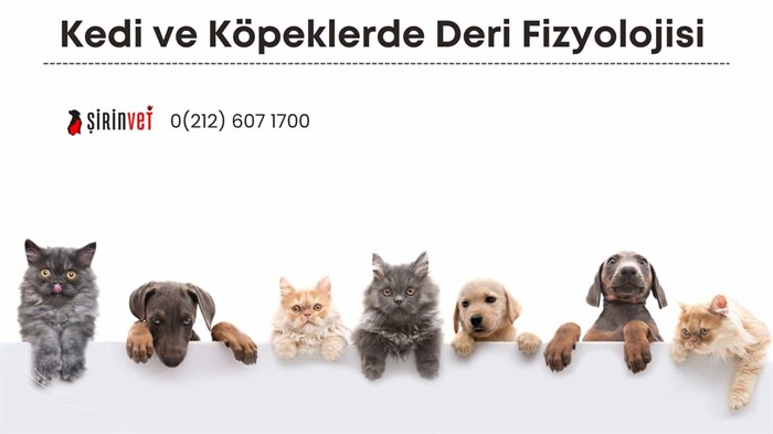 Kedi ve Köpeklerde Deri Fizyolojisi