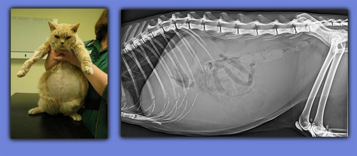 Kedilerin Fip Feline Infectious Peritonitis Hastaligi Ve Tedavisi