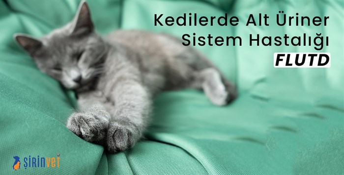 kedilerde üriner sistem hastalığı (flutd)