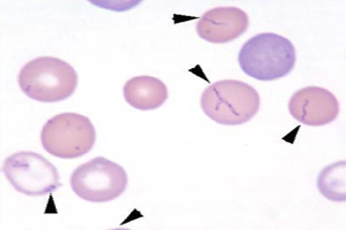 Kedilerde Hemobartonellosis