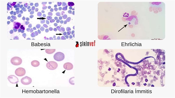 Kedi ve Köpeklerde Kan Parazitleri