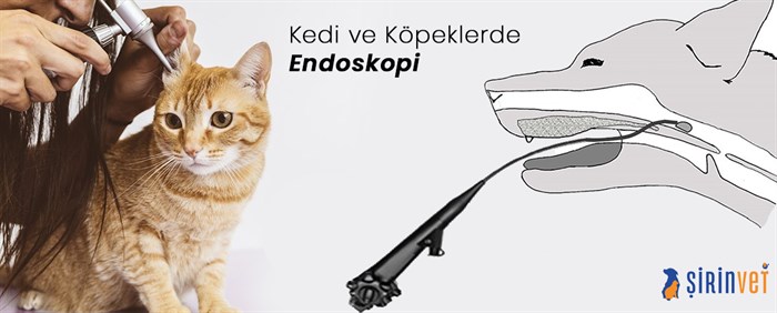 kedi ve köpek endoskopi