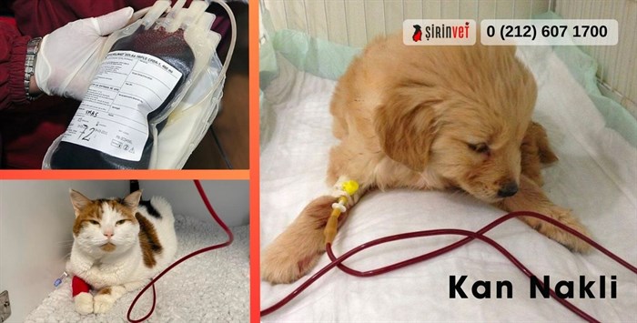 Kedi ve köpek kan nakli