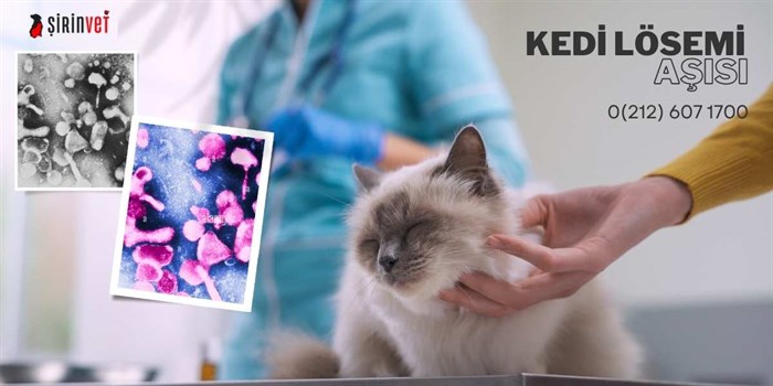 Kedilerde lösemi aşısı