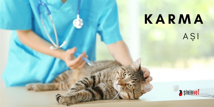 Kedilerde karma aşı