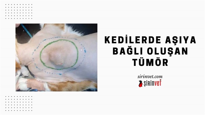 Kedilerde aşıya bağlı oluşan tümör