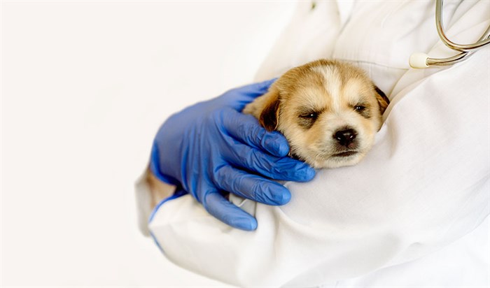 yavru köpek aşı takvimi