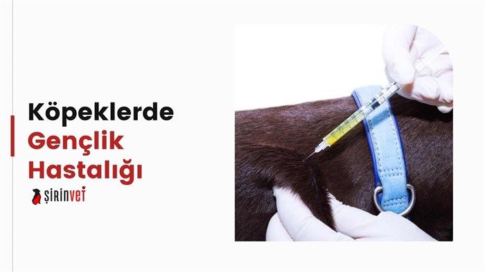 Köpek Gençlik Hastalığı