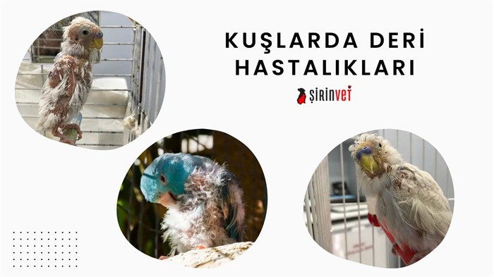 kuşlarda kedi hastalıkları