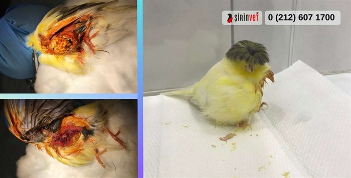 Kuşlarda tümör tedavi