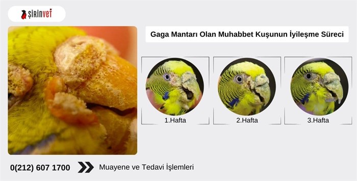 Muhabbet kuşu gaga mantarı