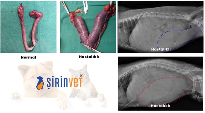 Pyometra (rahim intihabı)