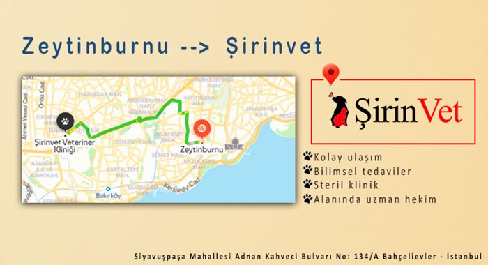 zeytinburnu veteriner zeytinburnu veteriner